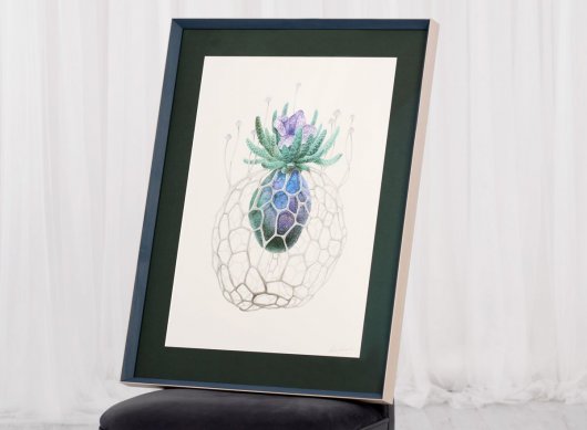 Paspartování a rámování ilustrace Michala Bačáka Blanohlíz do moderního lipového rámu a tmavozelené pasparty