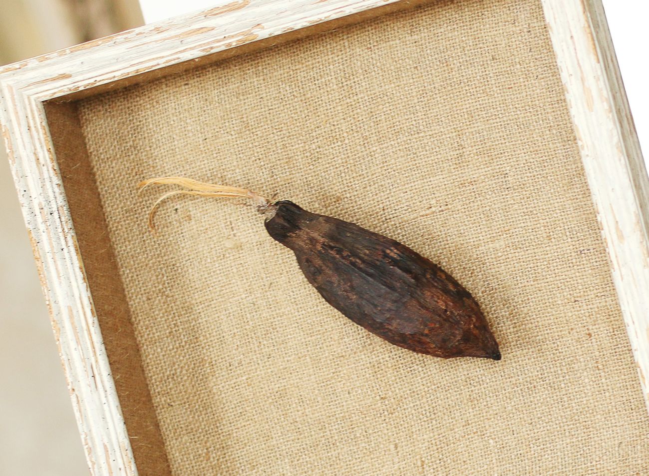 Kakaový bob na textilní paspartě