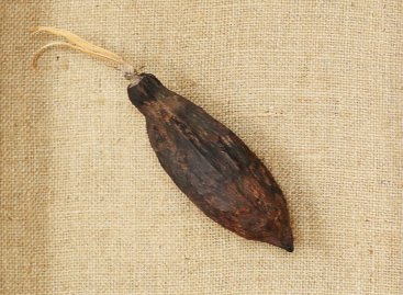 Kakaový bob na textilní paspartě - detail