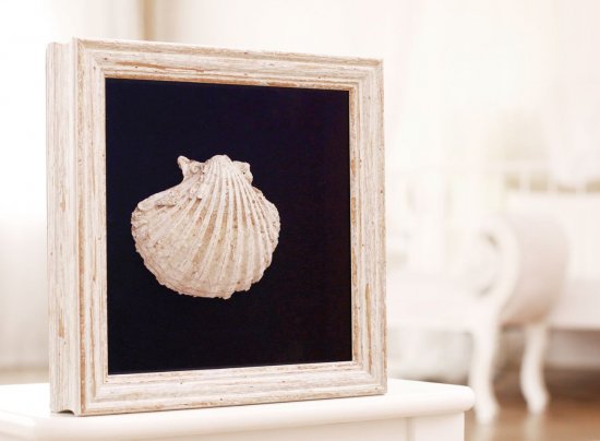 Zarámovaná mušle na černém sametu a v hlubokém prostorovém rámu