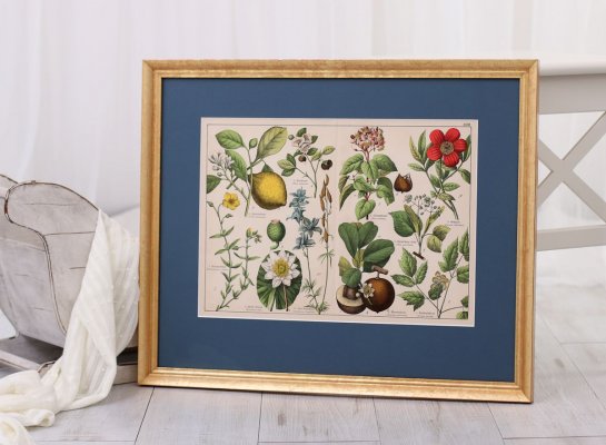 Stránka z herbáře z 19. století s barevnými květinami a plody zarámovaná v modré paspartě a profilovaném zlatém rámu. Rám je umístěn ve světlém interiéru ateliéru.