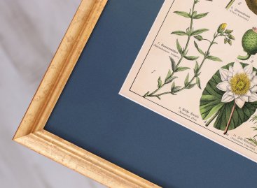 Detail levého rohu barevného rámování starého herbáře z 19. století s modrou paspartou, profilovaným zlatým rámem a částí tisku s vyobrazením květu leknínu.