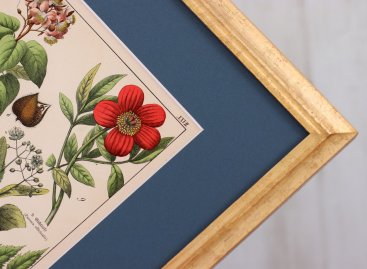 Detail rohu zlaceného profilovaného rámu a modré pasparty s výřezem zarámovaného starého botanického herbáře z 19. století s částí vyobrazení květu pivoňky lékařské.