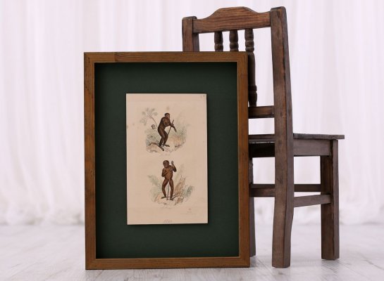 Starý tisk Zoologie opic Georges Clerc Buffon v dřevěném patinovaném rámu