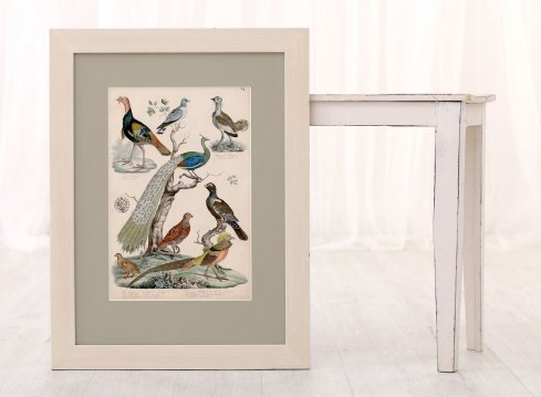 Rámování staré grafiky Schinz Naturgeschichte do bílého dřevěného rámu s patinou