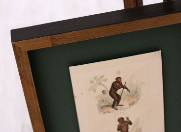 Dřevěný rám v hnědé a černé barvě s efektem červotoče a zelená pasparta staré ocelorytině opic velmi sluší