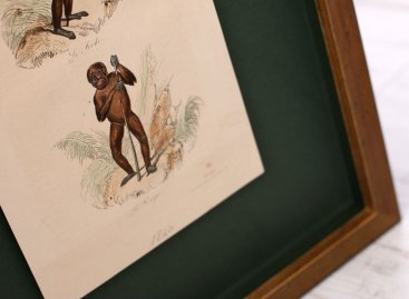 Zelená archivální pasparta a hnědý dřevěný rám podpoří barvy staré ocelorytiny zoologie George Buffona